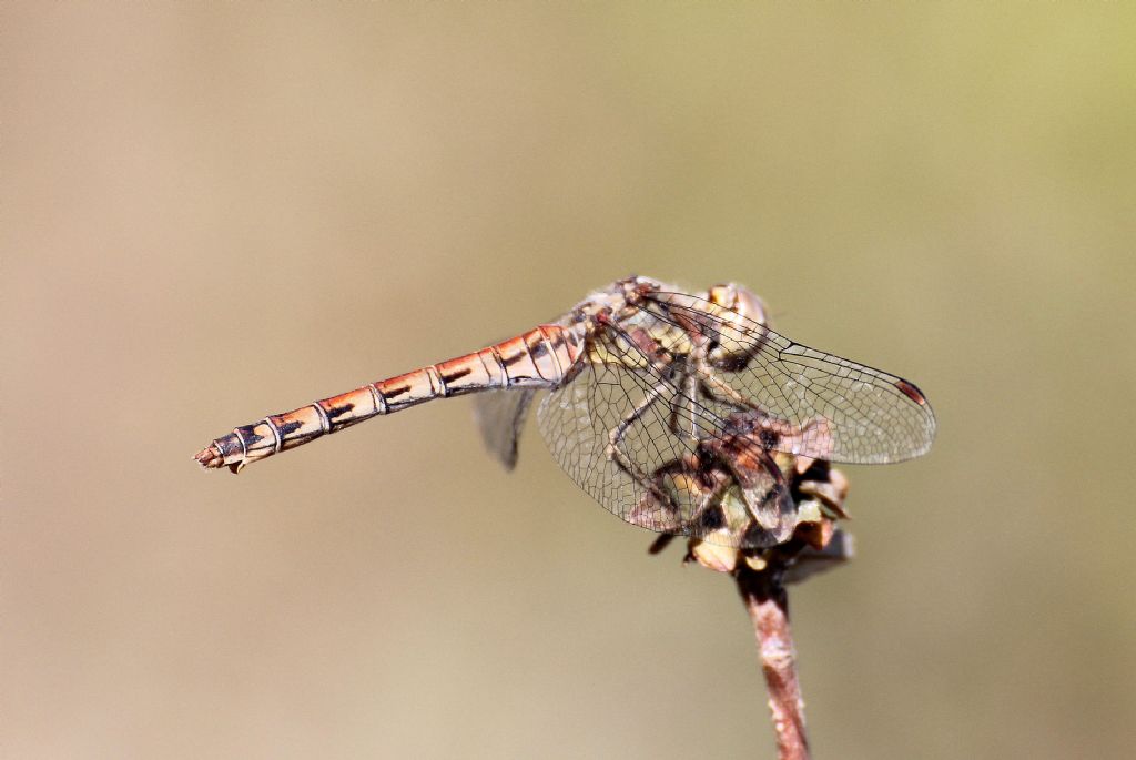 Sympetrum striolatum femmina?